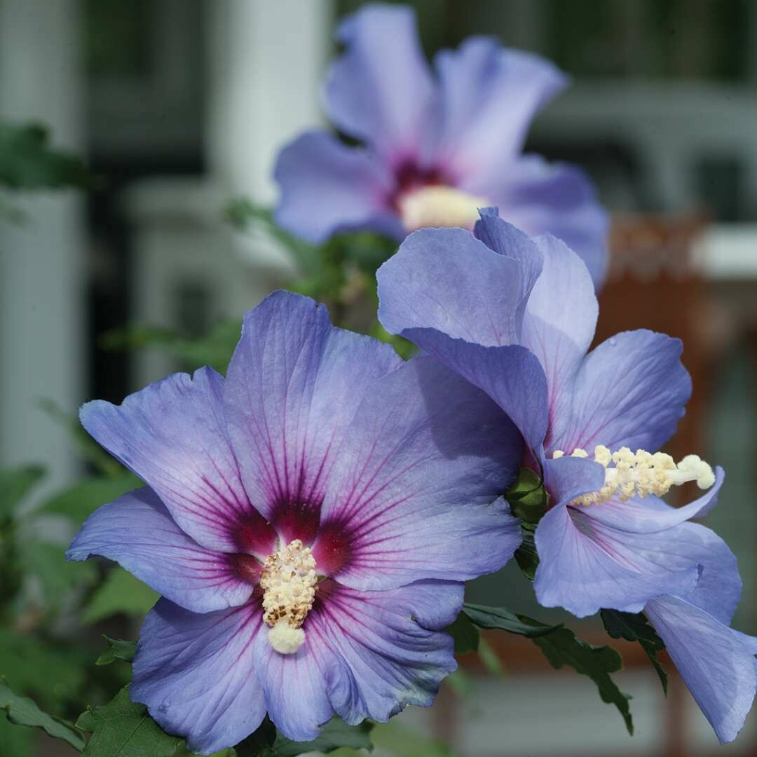Azurri Blue Satin Rose Of Sharon Hibiscus