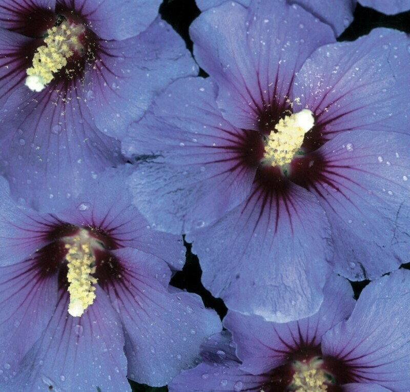 Azurri Blue Satin Rose Of Sharon Hibiscus