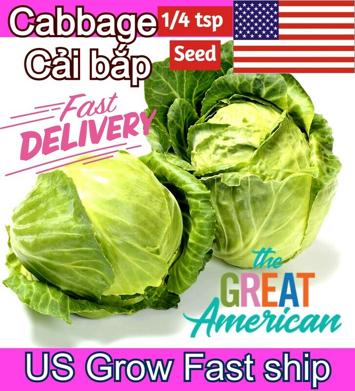 Copenhagen Cabbage Seeds Bap Cai