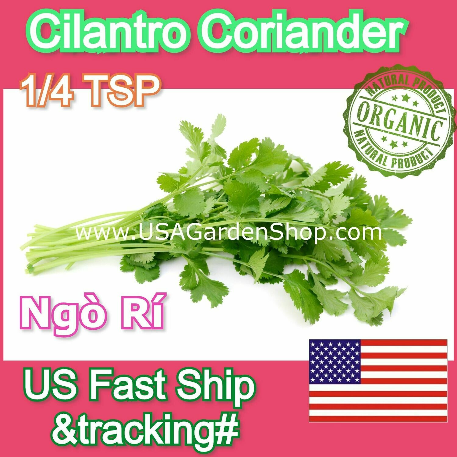 Coriander Cilantro Coriander Parsley Ngo Ri
