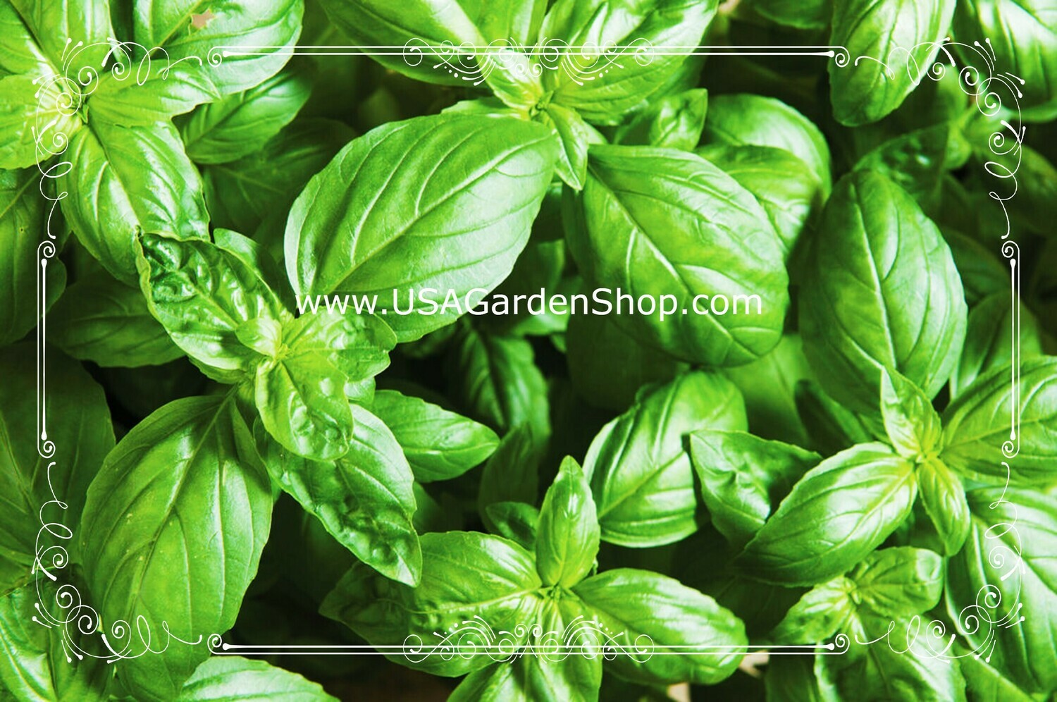Genovese Basil Seeds Heirloom Hung Que