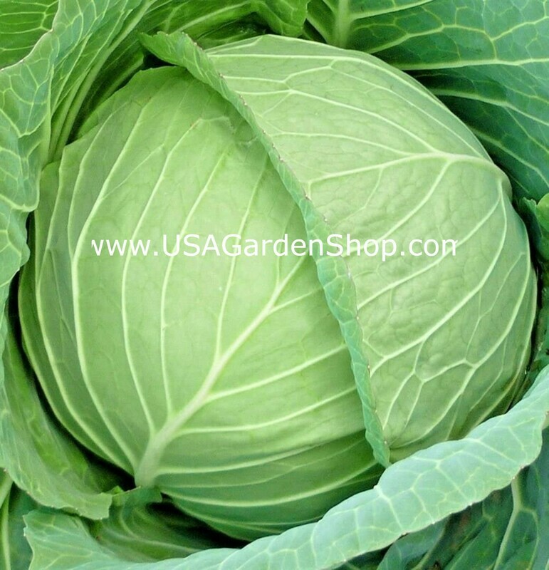 Copenhagen Cabbage Seeds Bap Cai