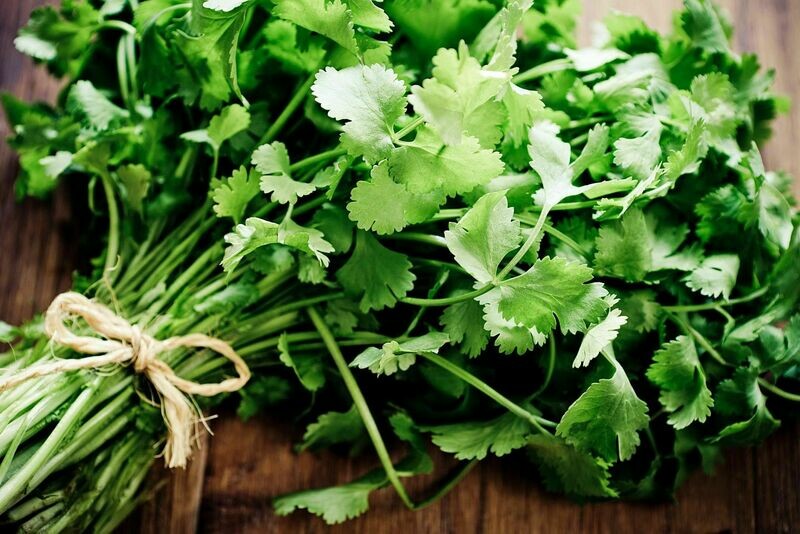 CORIANDER CILANTRO Coriander parsley Ngo Ri