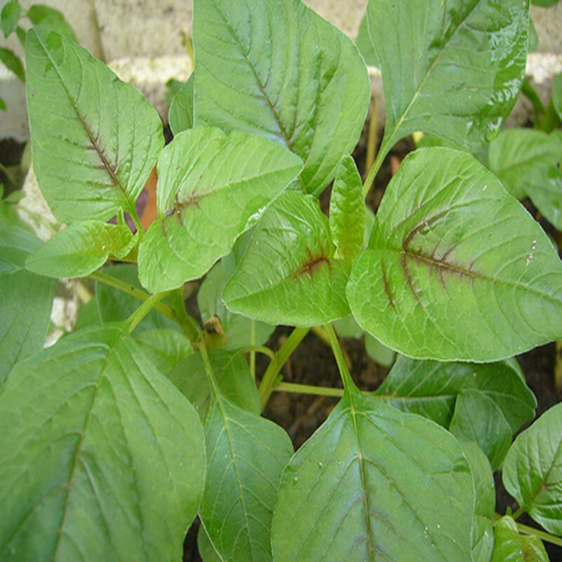 Amaranth Spinach hat Rau Den
