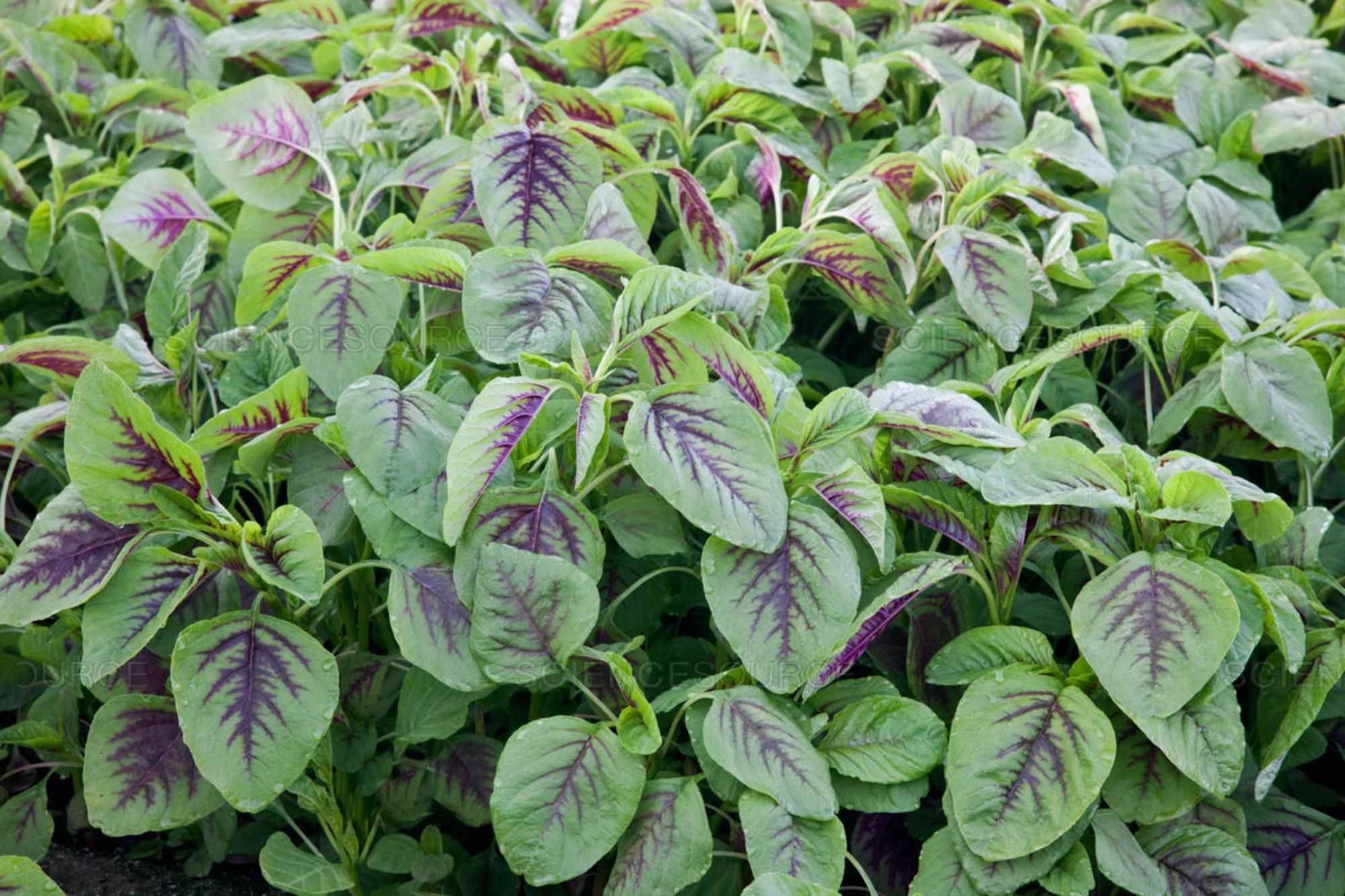 10,000 Amaranth Spinach Seed Asian Hat Rau Den garden Vegetable Nutrition Lot