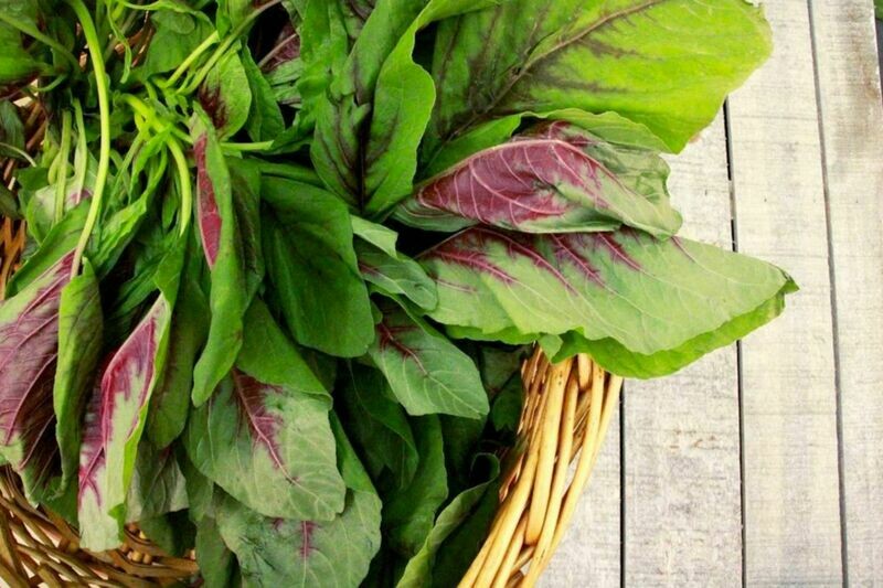 Amaranth Spinach hat Rau Den