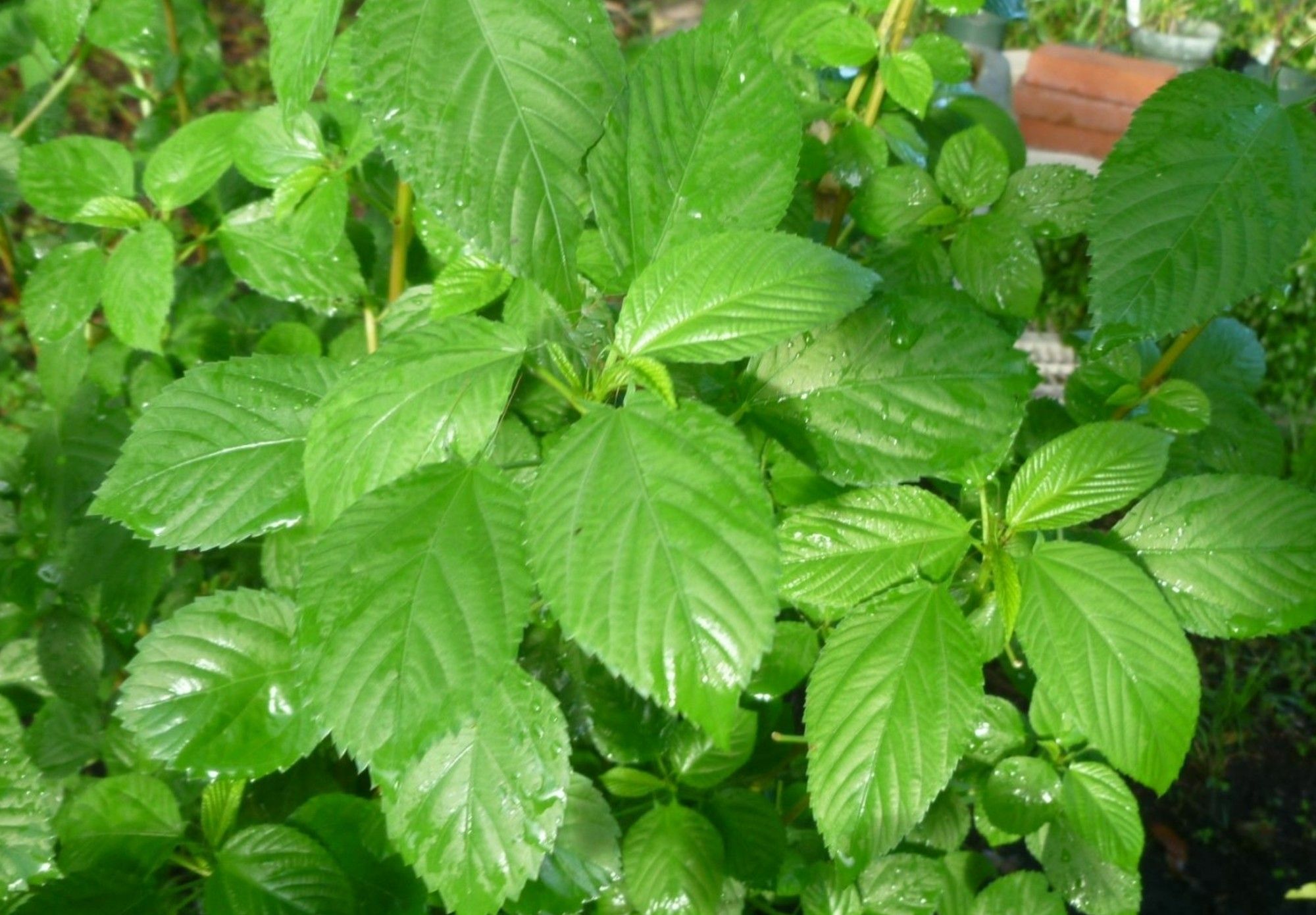 10,000 Amaranth Spinach Seed Asian Hat Rau Den garden Vegetable Nutrition Lot