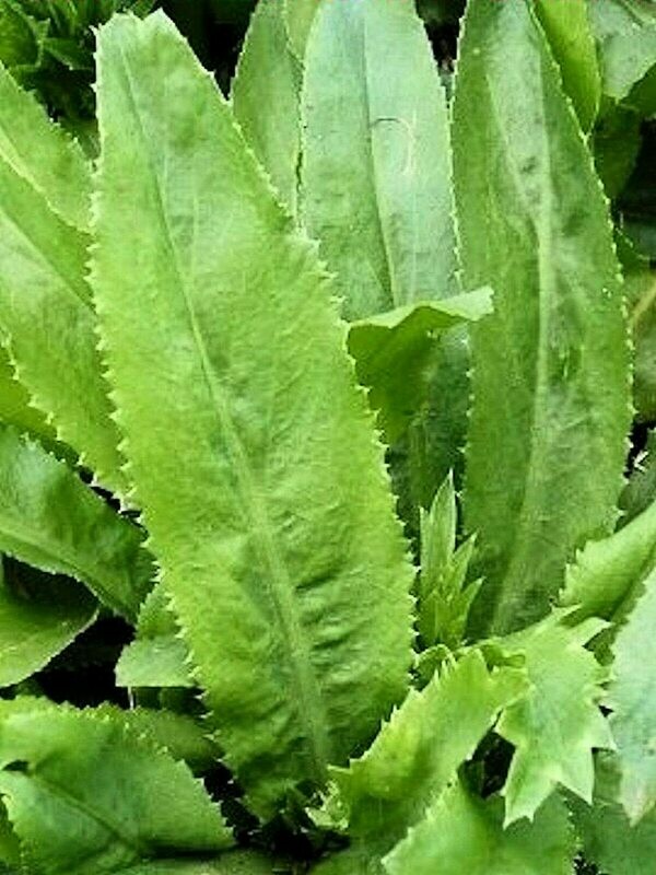 Culantro Coriander Parsley Ngo Gai Recao fresh seeds