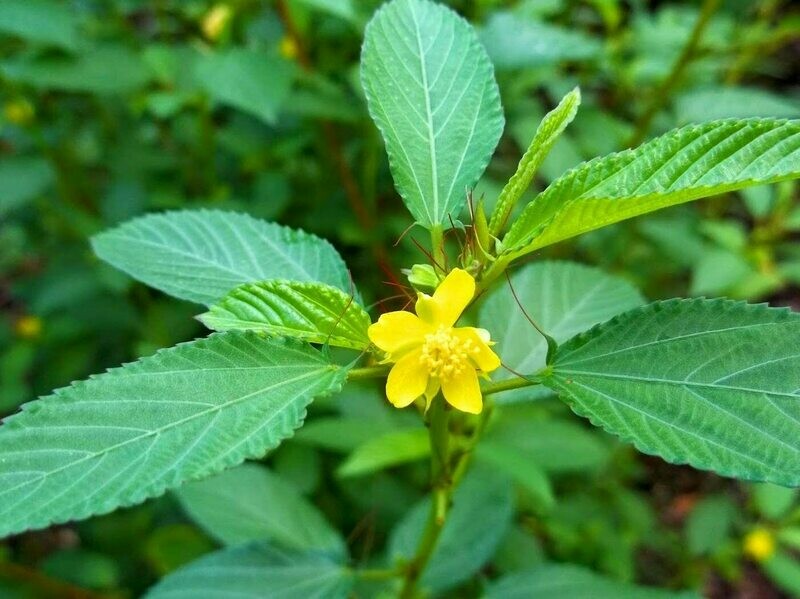 Saluyot Molokhia Jute Egyptian Spinach Hat rau day