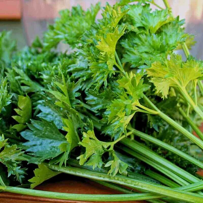 Chinese Leaf Celery Can Tau Serori  Seeds