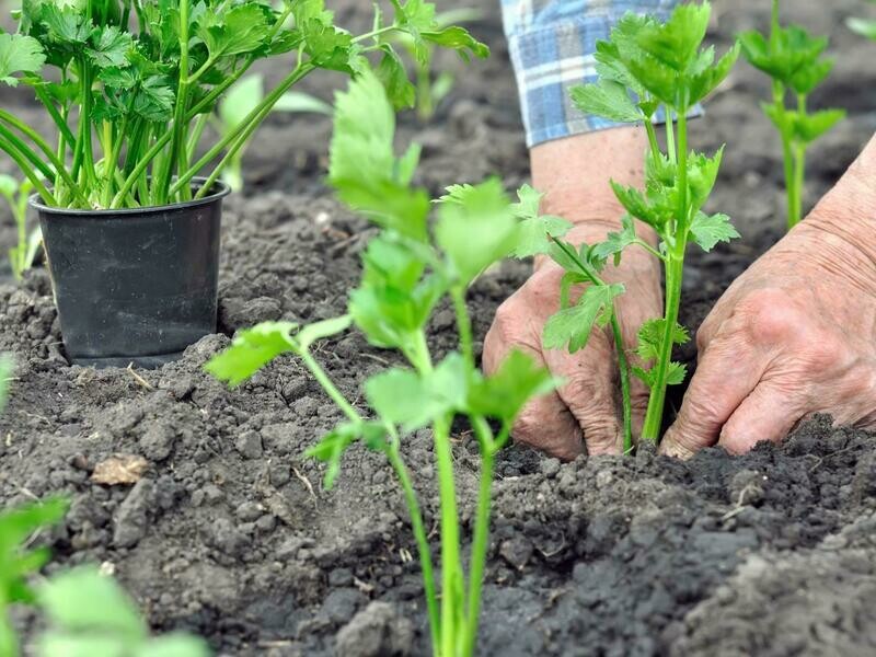 Chinese Leaf Celery Can Tau Serori  Seeds