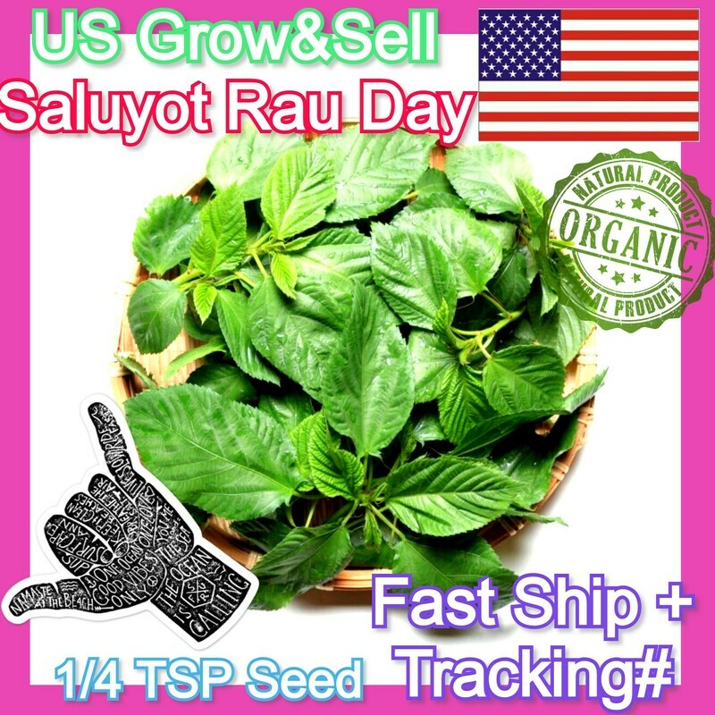 Saluyot Molokhia Jute Egyptian Spinach Hat rau day