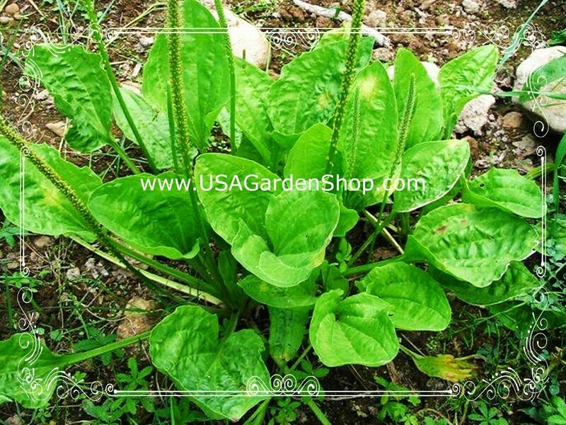 Plantago Plantain Leaf Ma de herb