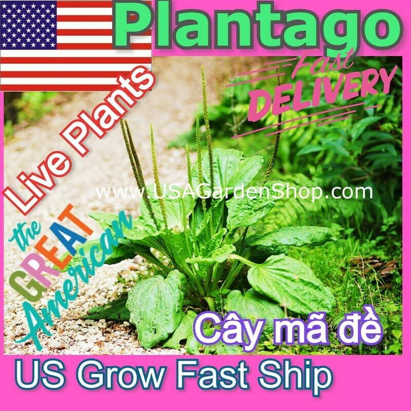 Plantago Plantain Leaf Ma de herb