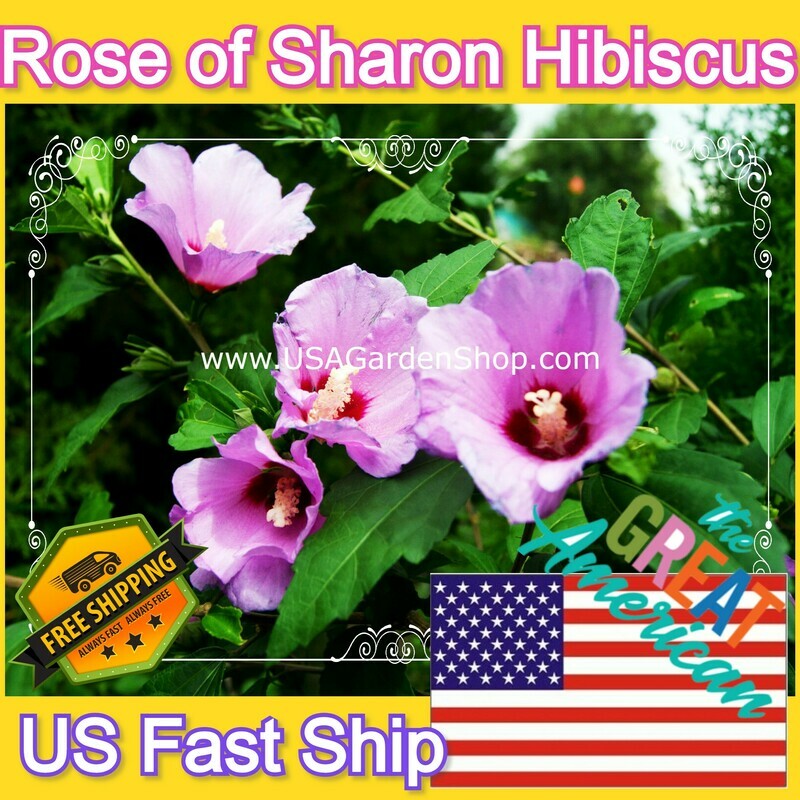 Hibiscus Plant Syriacus Shrub Althea