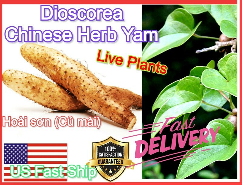 Dioscorea hamiltonii  MOUNTAIN YAM Hoai Son