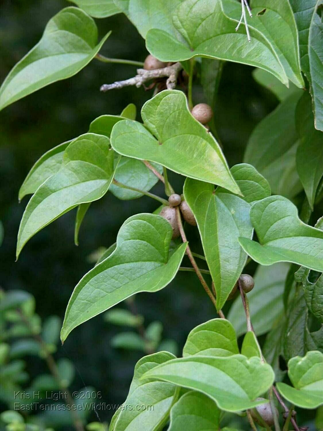 Dioscorea hamiltonii  MOUNTAIN YAM Hoai Son