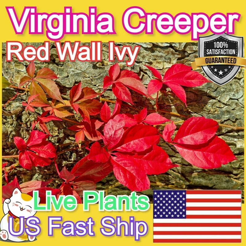 Virginia Creeper plant Red Wall Ivy