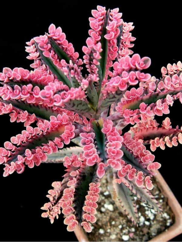 Pink Butterfly Kalanchoe Succulent