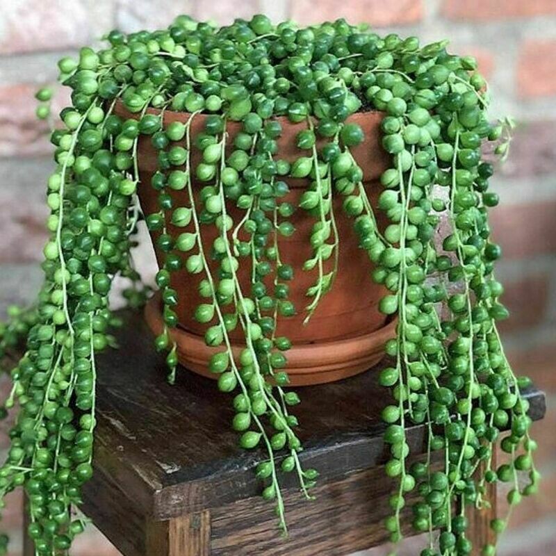 String of Pearls Senecio Rowleyanus