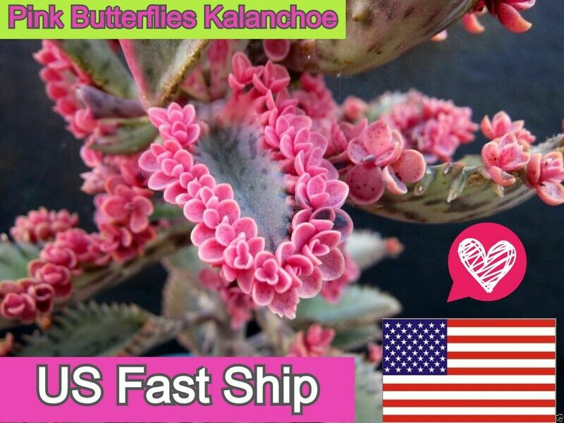 Pink Butterfly Kalanchoe Succulent