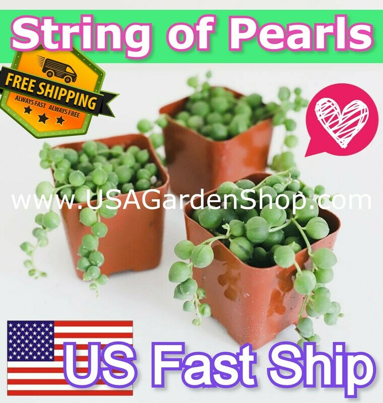 String of Pearls Senecio Rowleyanus