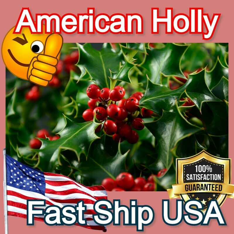 American Holly tree hardy shrub
