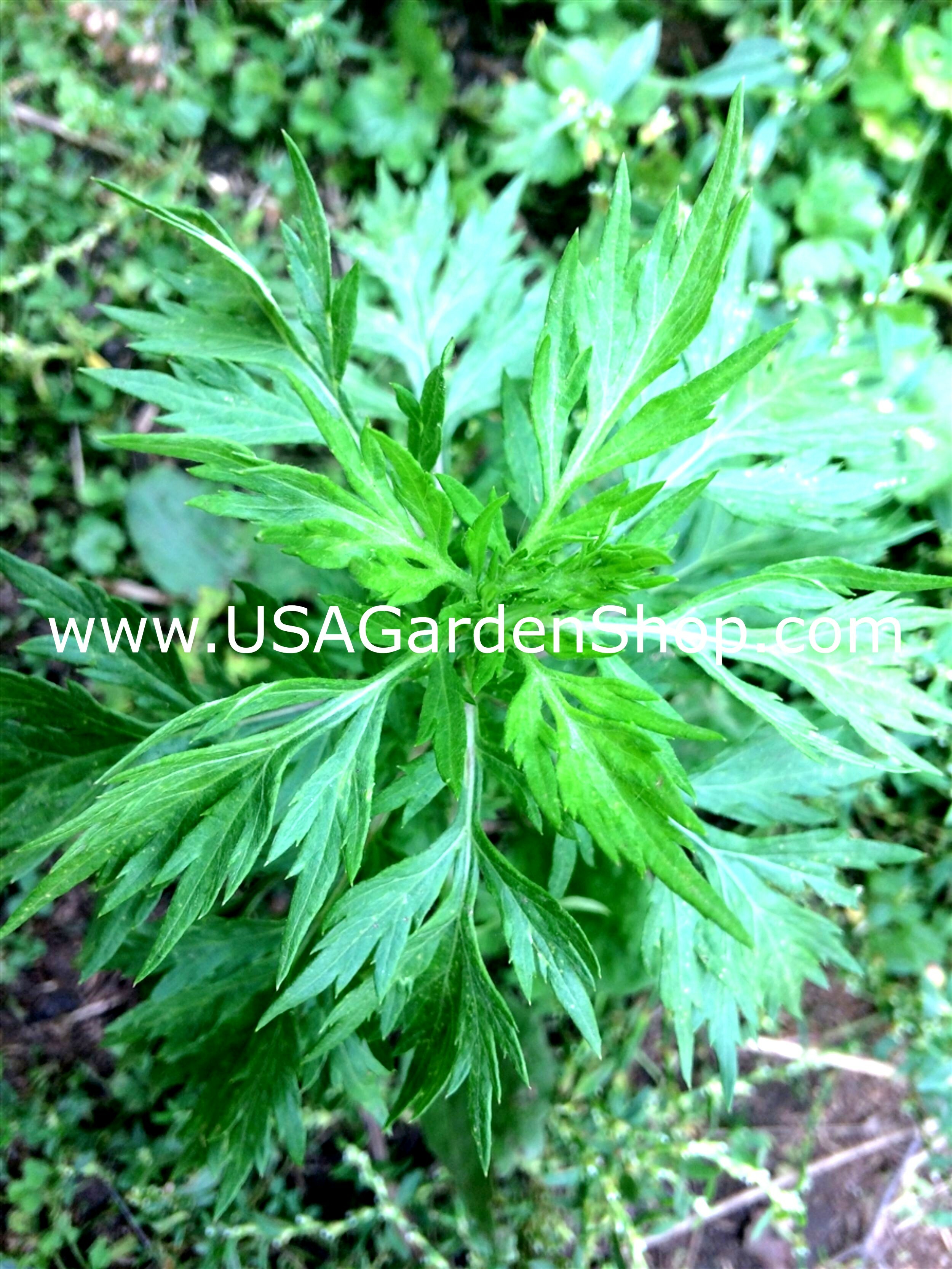 MUGWORT Ngai CUU Yomogi Artemisinin Artemisia Argyi Argenté Wormwood plantes vivantes 