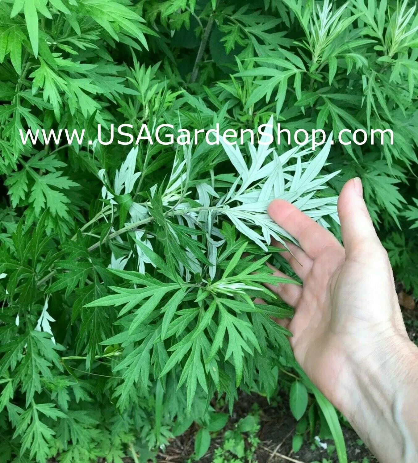 MUGWORT Ngai Cuu Yomogi