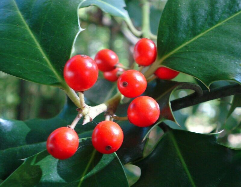 American Holly tree hardy shrub