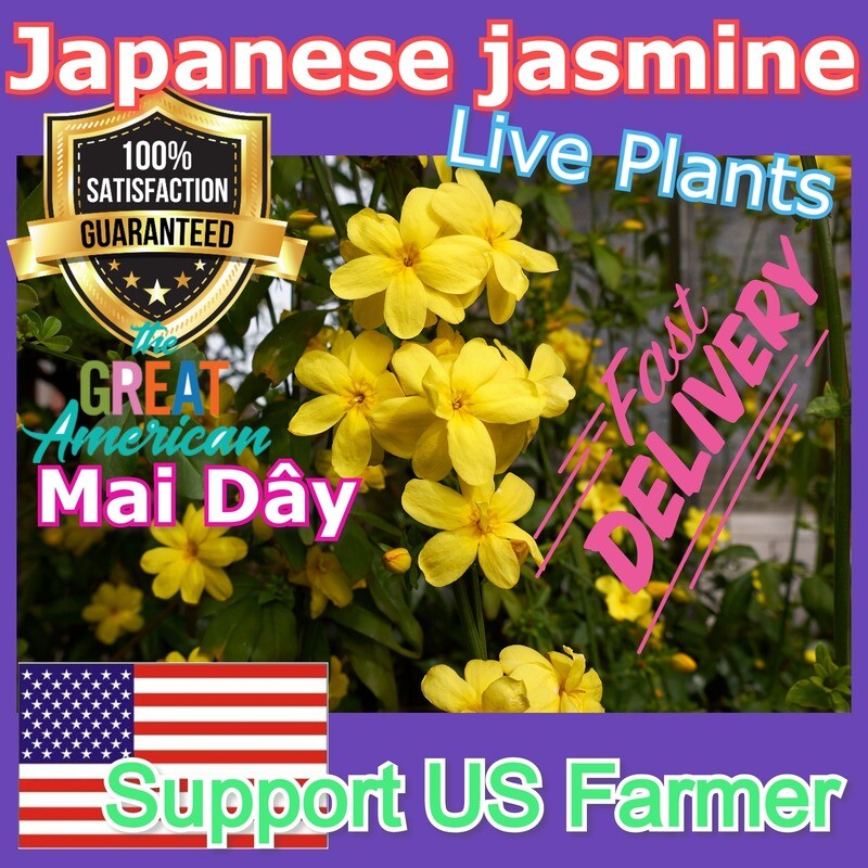 Japanese Jasmine Mai Day