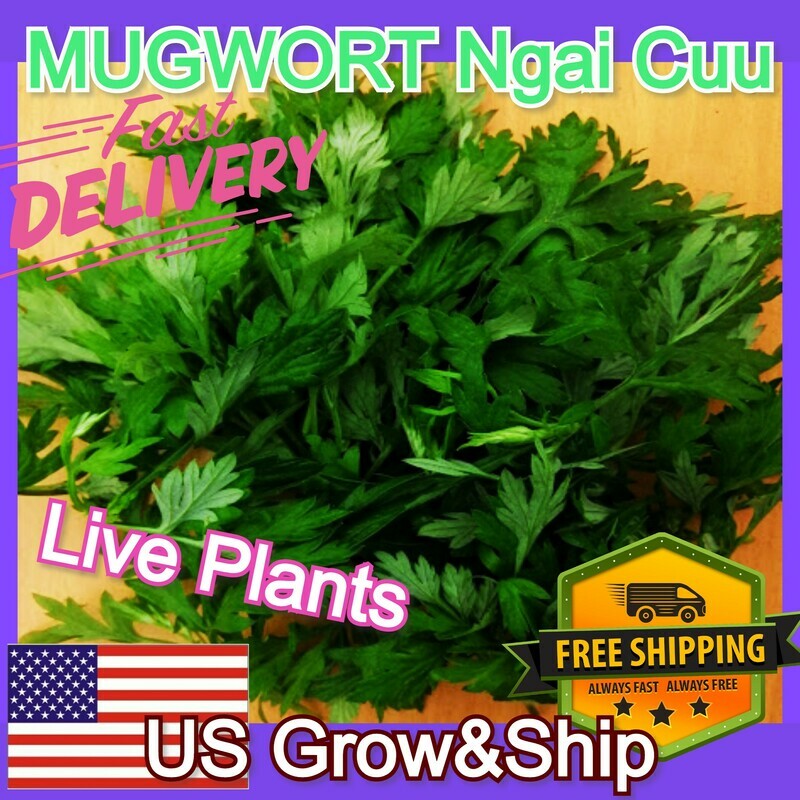 MUGWORT Ngai Cuu Yomogi