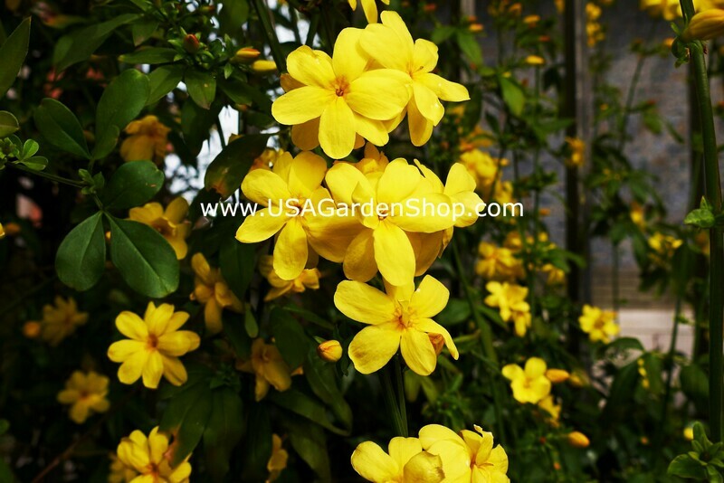 Japanese Jasmine Mai Day