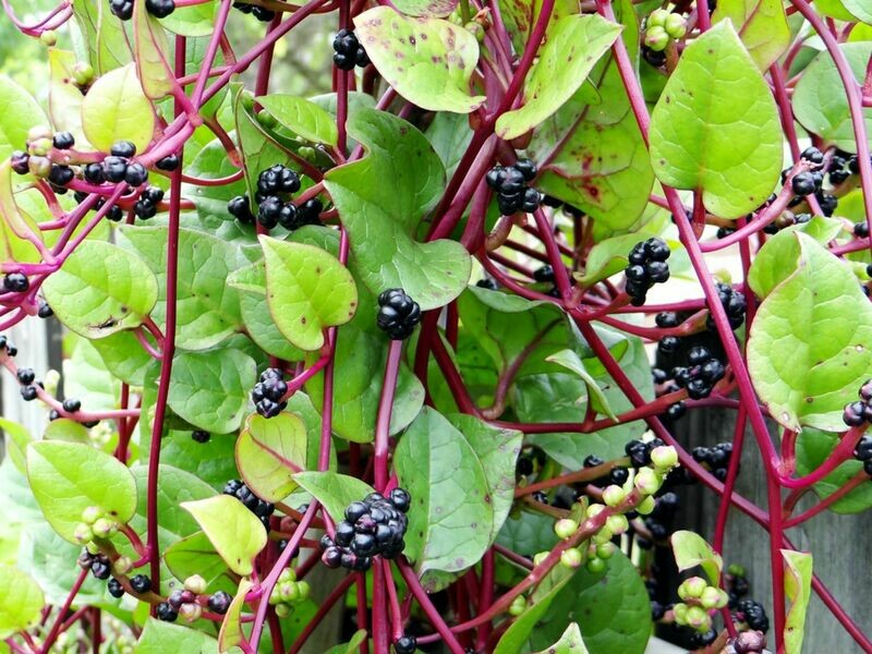 Alugbati Spinach Malabar Spinach Mong Toi