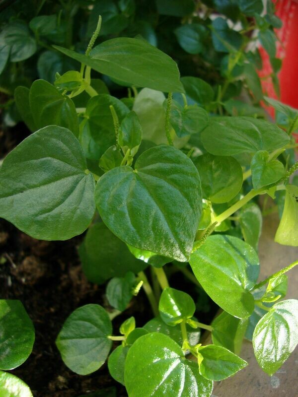Peperomia Pellucida Seed Hat Rau Cang Cua