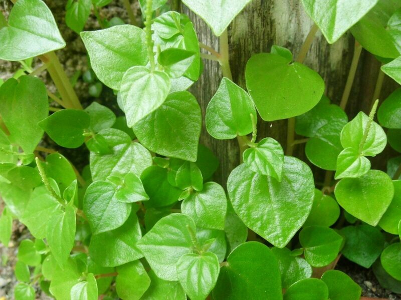 Peperomia Pellucida Seed Hat Rau Cang Cua