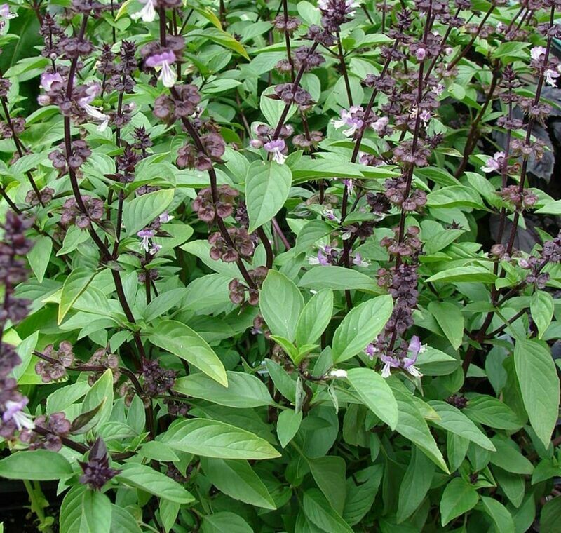 Thai Basil Seeds Siam Queen Hung Que