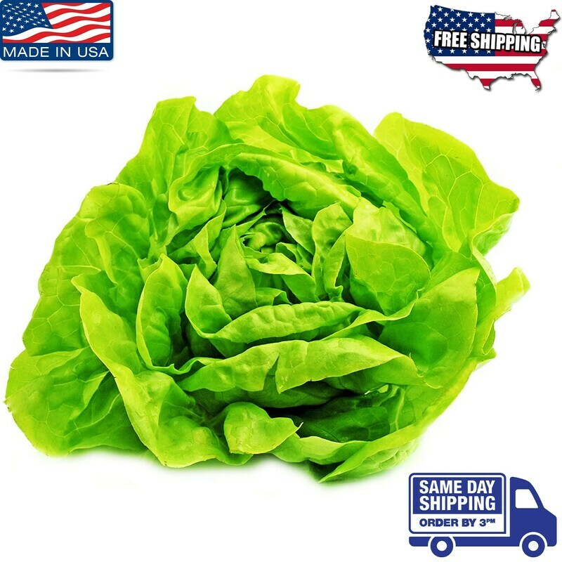 Buttercrunch  Lettuce Seeds Xà lách