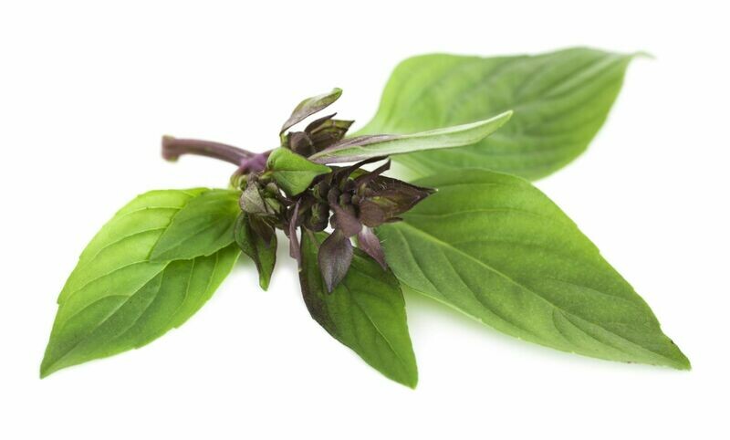 Thai Basil Seeds Siam Queen Hung Que