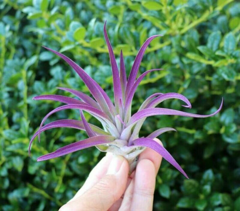 Purple Air Plant Tillandsia Purple Decor