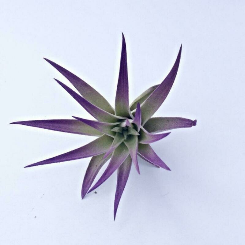 Purple Air Plant Tillandsia Purple Decor