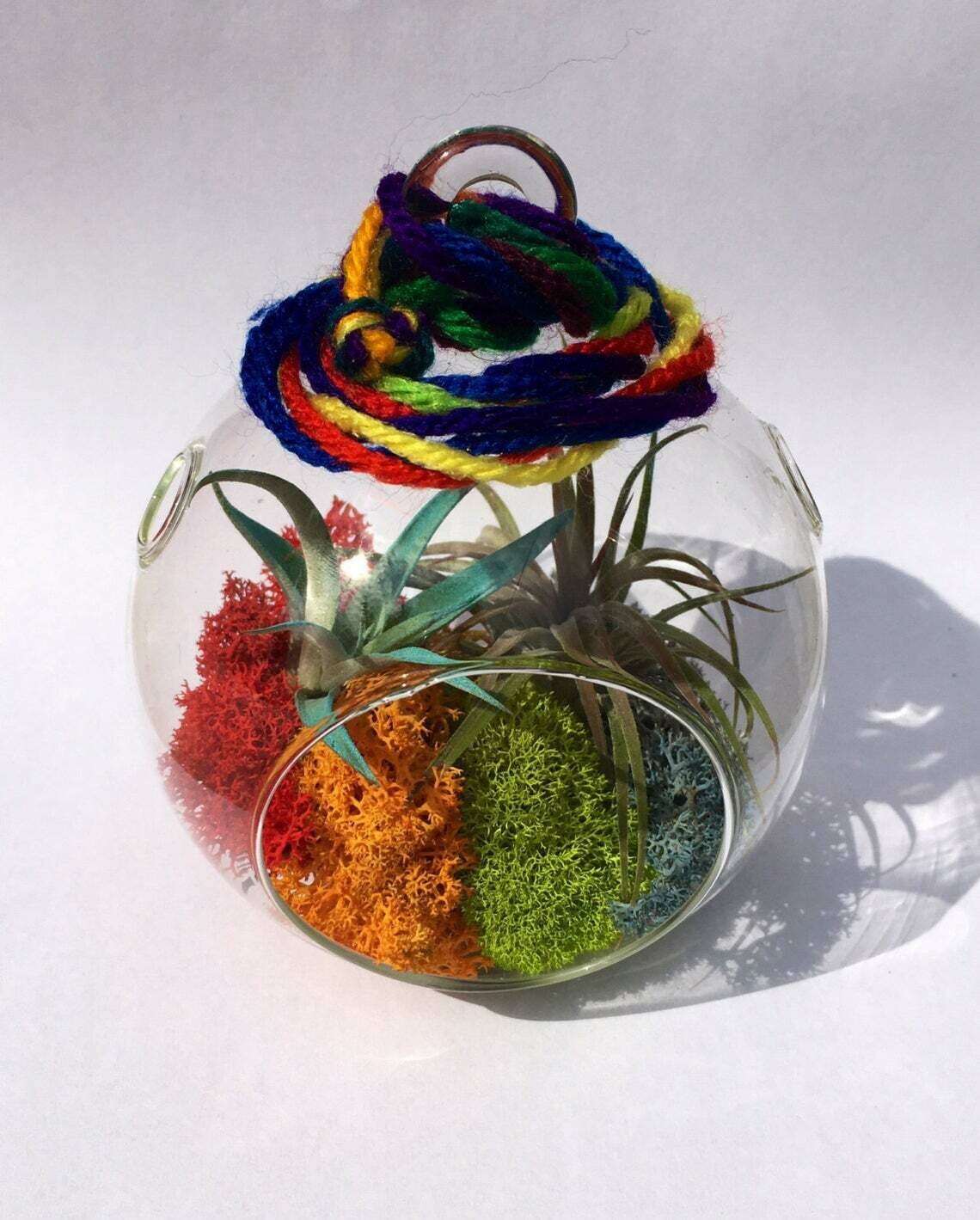 Air plant Rainbow orb with 2 in color plants