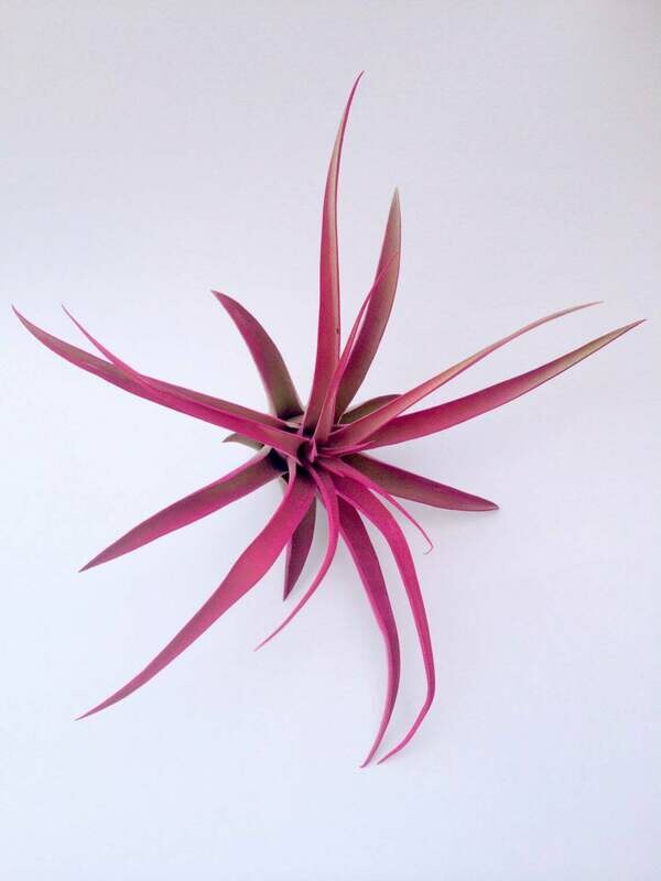 Hot Pink Capitata Airplant, Tillandsia