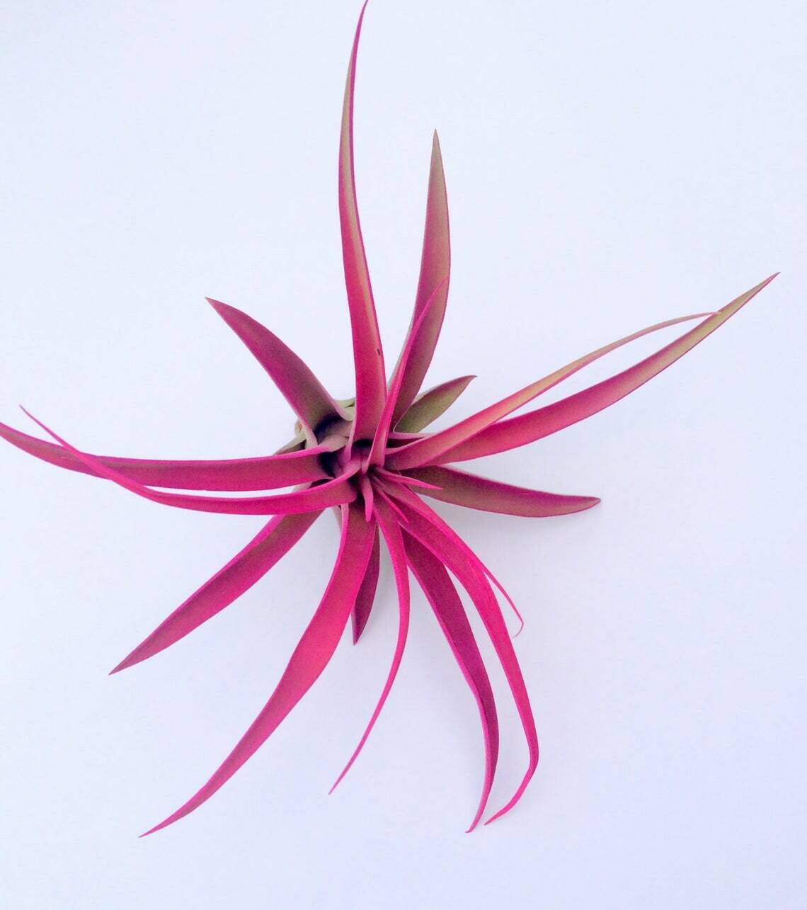 Hot Pink Capitata Airplant, Tillandsia