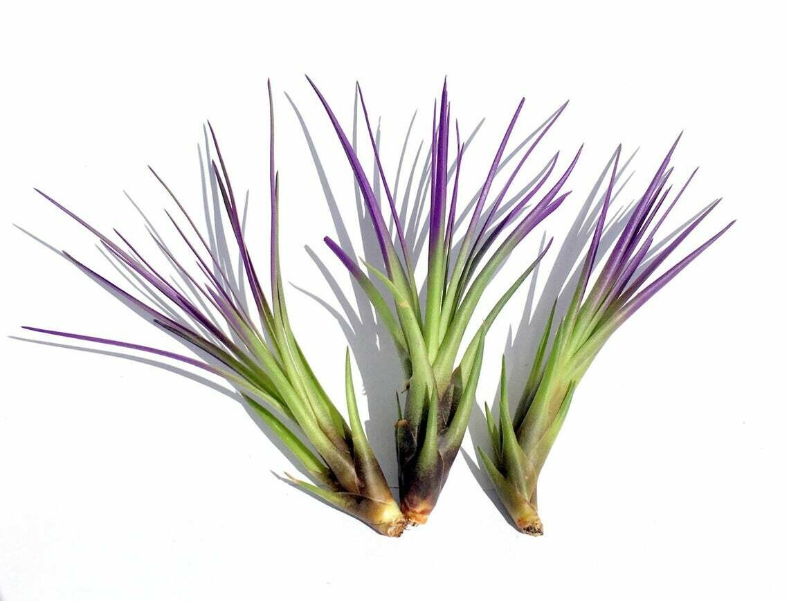 Purple Tricolor Tillandsia Air Plant 