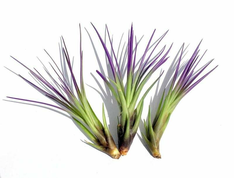Purple Tricolor Tillandsia Air Plant 