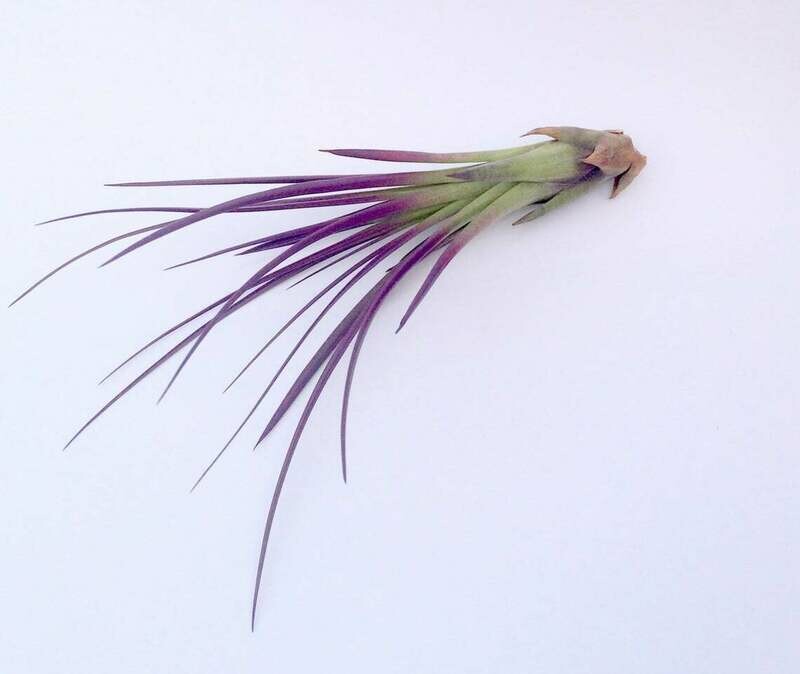 Purple Tricolor Tillandsia Air Plant 