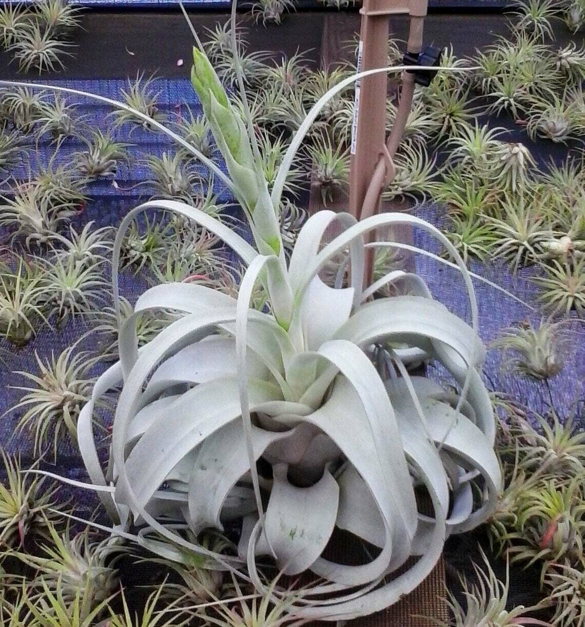 Xerographica Air Plant 6" size