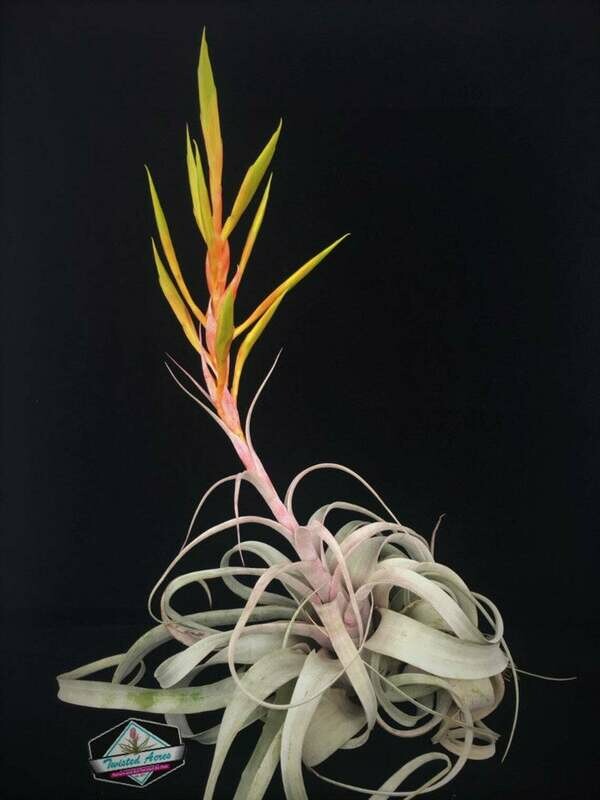 Xerographica Air Plant 6" size
