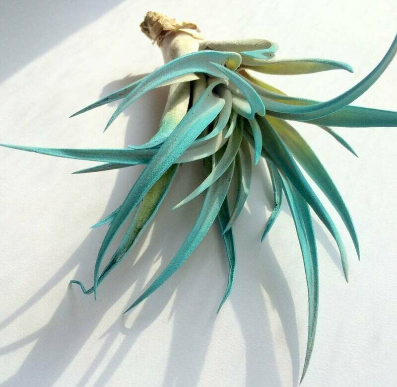 Turquoise Air Plant mix of 3 Airplant, Tillandsia